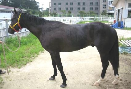 ������ī ����