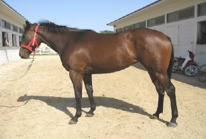 ���Ӱ�Ÿ ����