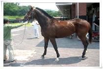 ���ø���Ƽ (THE ALMIGHTY) ����