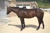 �ø���Ƽ��Ʈ (ALMIGHTY HIT) ����