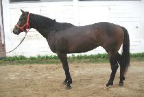 ����Ǯ���� (WONDERFUL SPEC) ����