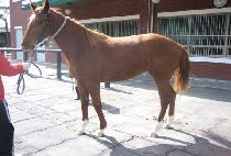 �ڹ��� (AMBER SONG) ����