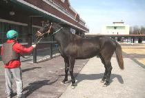 ��ĳ��Ż (BIG CAPITAL) ����