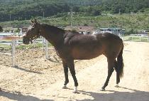 �׷������� (GRAND WINNER) ����