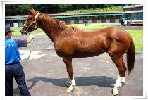 �޺���½ (HAETBITBEONJJEOK) ����