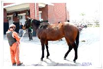 ���ѵ�� (MUHANDEUNGGEUK) ����