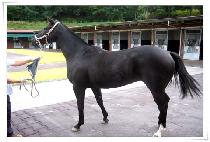 �Ϸθ��� (ILLOMAEJIN) ����