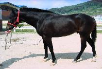 ��� (RUSA) ����