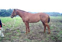 ������ (HIMCHANHAE) ����