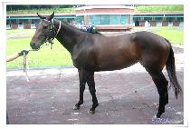 �������� (DONGBANG JINJU) ����