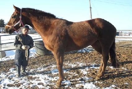 ������� ����