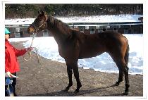 �����ũ�� (BROWN ACRO) ����