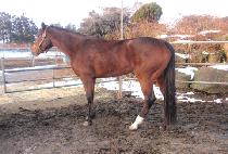 �ĵ�ó�� (PADOCHEOREOM) ����