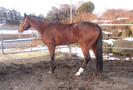 �ĵ�ó�� ����