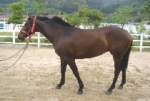 ¸�ϰ��ߴ��� (JJENGHAGO DDUNUNHE) ����