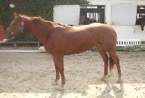 �ݱ� (GEUMGOI) ����