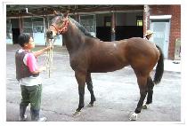 �������� (MAGIC BIRD) ����