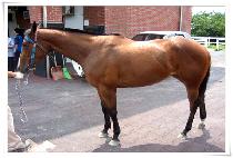 �ڸ��ȴ��� (KOREAN DANCER) ����