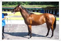 Ʈ�������� (TRIPLE J) ����