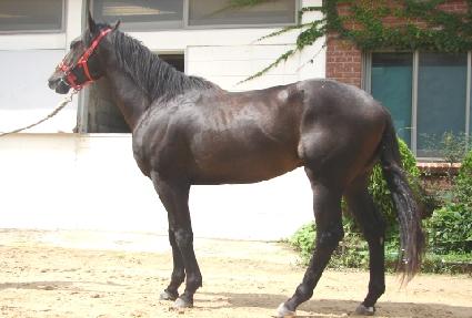 ���Ȳ�� ����