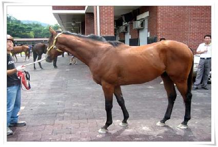 Ʈ��Į�� ����