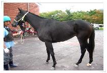 ���׸ӽ� (WINNING MACHINE) ����