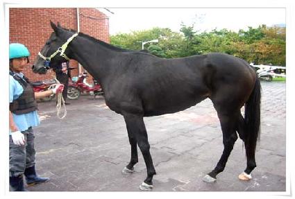 ���׸ӽ� ����