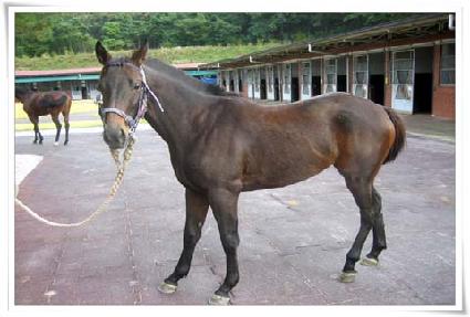 ���ͳ�Ĺ ����