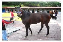 ����ť (ECTON Q) ����