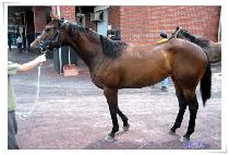 ����Ʈ�� (SHE STRONG) ����