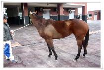 ���ǵ�� (SPEED GONE) ����