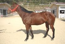 ����ǰ (DANGDAE MYEONGPUM) ����