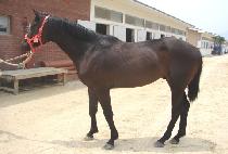 �ΰ���� (BUGYEONG BEONGAE) ����