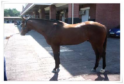 ���������� ����