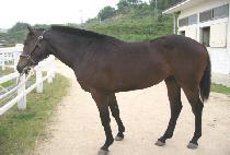 ��ũ�ŵ�� (DARK SYNDROME) ����