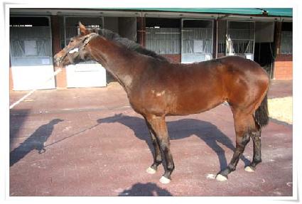 �ż��ٴ� ����