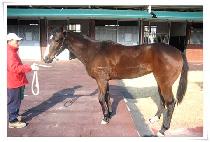 �ż����� (GEOSENDOJEON) ����