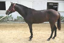 �����ϵ� (GANGGONG ILDO) ����