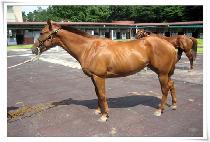 ����ǿ��� (DAEMANGUI YEOGEOL) ����