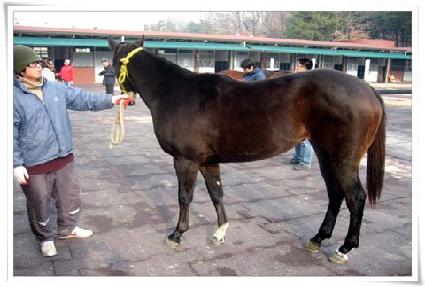 �þ�Ʋ������ ����