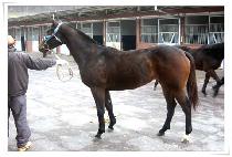 �������� (LAZER QUEEN) ����