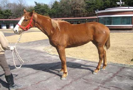 ��ī�̷��� ����