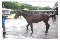 ����Ʈī�� (SMART KAI) ����