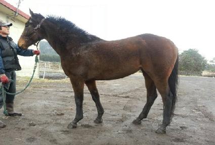 ������� ����