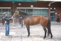 ������� (NORTHERN RED) ����