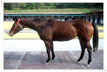 ŸŰ���� (TAKI BROWN) ����