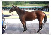 ����ũ��� (LETHAL CROWN) ����