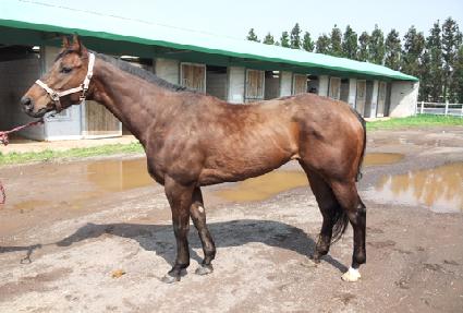 ���ɷ��̵� ����