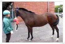 �ʿ����� (CHOWON BOBAE) ����