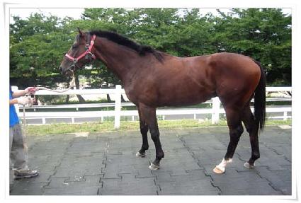 ����Ƽī���� ����